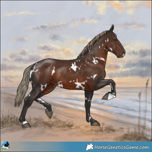 Horse Color:White Spotted Liver Chestnut