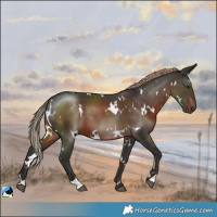 Horse Color:White Spotted Liver Chestnut