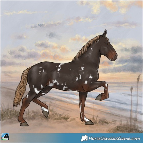 Horse Color:White Spotted Liver Chestnut 