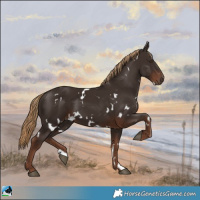 Horse Color:White Spotted Liver Chestnut 
