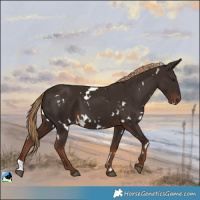 Horse Color:White Spotted Liver Chestnut 