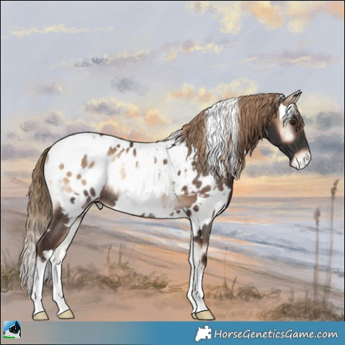Horse Color:White Spotted Liver Red Onyx Appaloosa Rabicano 