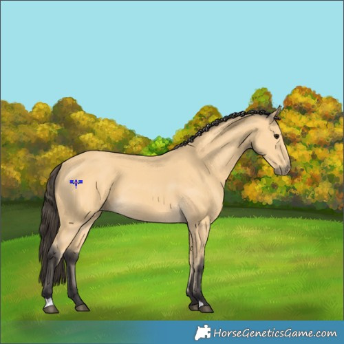 Horse Color:Buckskin 