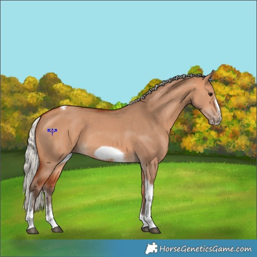 Horse Color:Silver Bay Dun Sabino Tobiano Frame Rabicano 