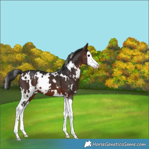 Horse Color:White Spotted Brown Splash 