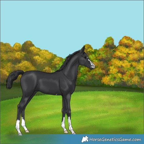 Horse Color:Black 