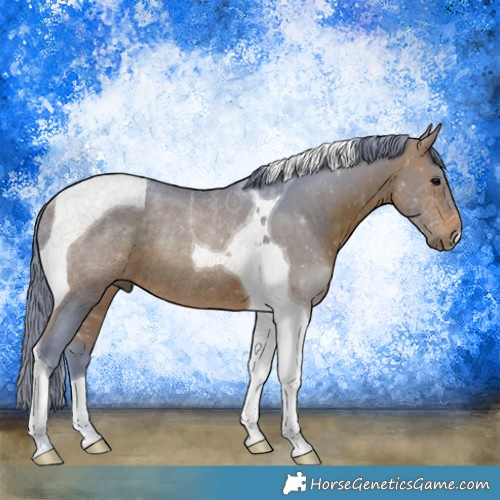 Horse Color:Watercolor Bay Tobiano Rabicano 
