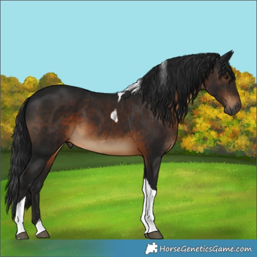 Horse Color:Gray Brown Tobiano 