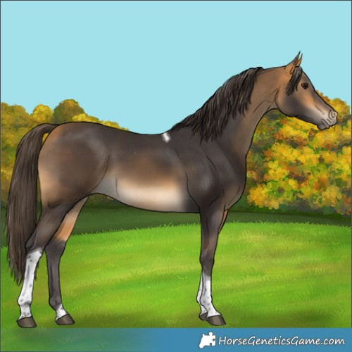 Horse Color:Buckskin Tobiano 