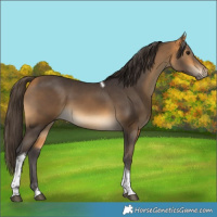 Horse Color:Buckskin Tobiano 