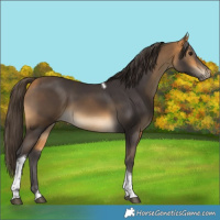 Horse Color:Buckskin Tobiano