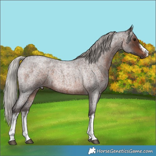 Horse Color:White Spotted Silver Brown Roan 