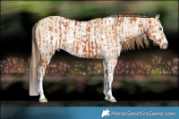Horse Color:Bay and White Spotted Red Dun Sabino