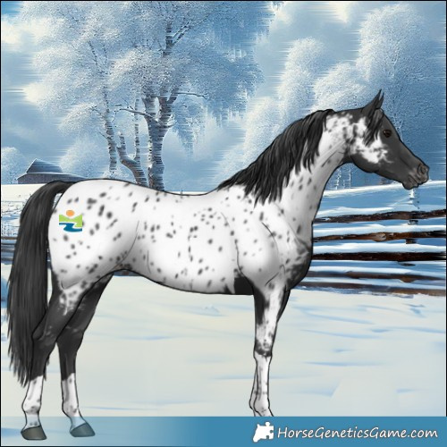 Horse Color:Black Tobiano Appaloosa 