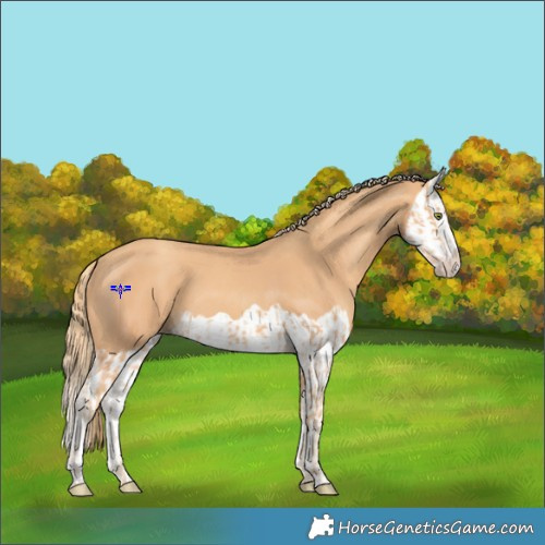 Horse Color:Gold Champagne  and Gold Champagne Splash 