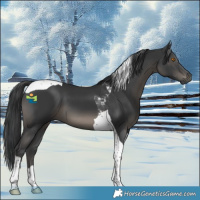 Horse Color:Black Tobiano 