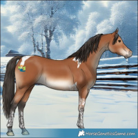 Horse Color:Bay Tobiano 