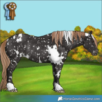 Horse Color:White Spotted Liver Chestnut Appaloosa Rabicano 