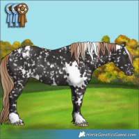 Horse Color:White Spotted Liver Chestnut Appaloosa Rabicano
