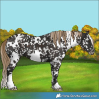Horse Color:White Spotted Liver Chestnut Blanket