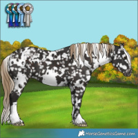 Horse Color:White Spotted Liver Chestnut Blanket 