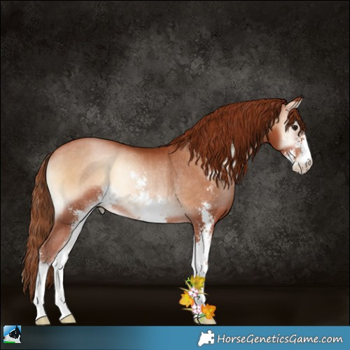 Horse Color:Bay Pearl Onyx Sabino Rabicano 