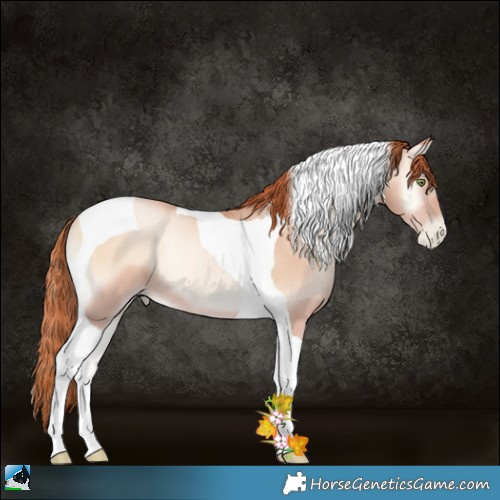 Horse Color:Sable Champagne Pearl Onyx Tobiano Rabicano 