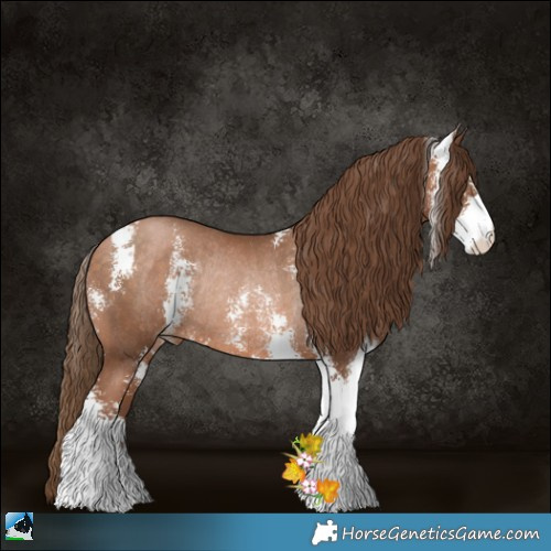 Horse Color:Brown Pearl Sabino Rabicano 