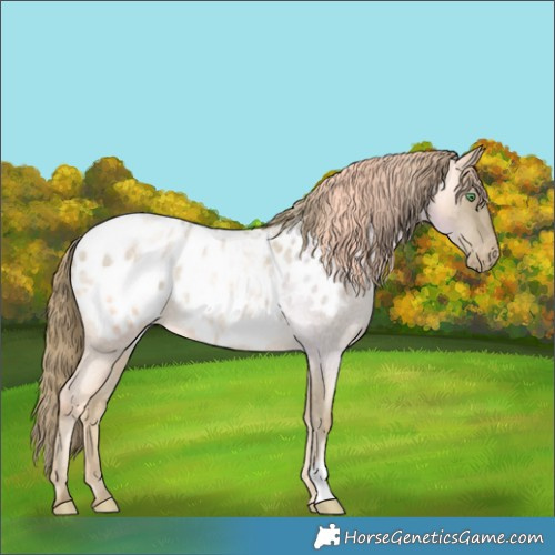 Horse Color:Smoky Blue Roan Pearl Appaloosa 