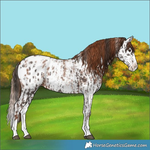 Horse Color:Liver Chestnut Sabino Splash Appaloosa  and Chestnut Sabino Splash Appaloosa 
