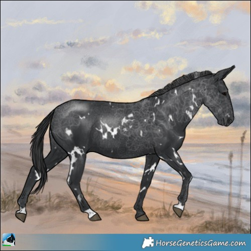 Horse Color:White Spotted Black Rabicano 