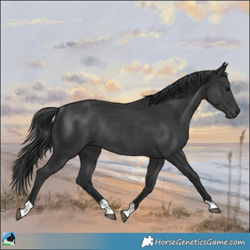 Horse Color:Black Rabicano 