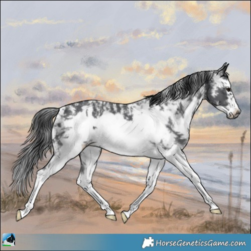 Horse Color:Black Sabino Frame 