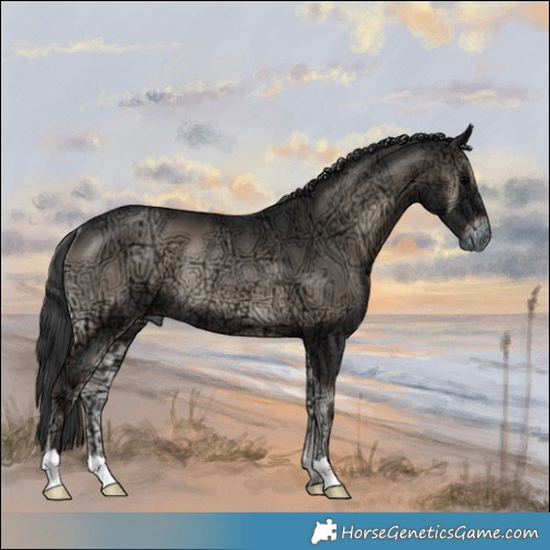 Horse Color:Blue Onyx Ice Rabicano 