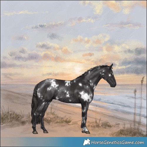 Horse Color:White Spotted Smoky Black Rabicano 