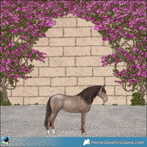 Horse Color:Classic Champagne Mushroom Rabicano