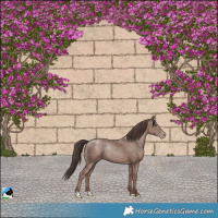 Horse Color:Classic Champagne Mushroom Rabicano 