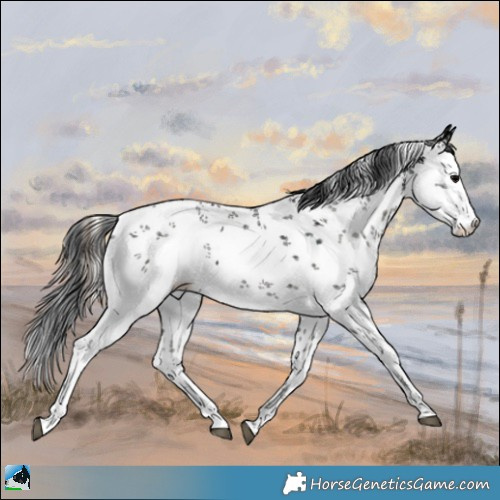 Horse Color:White Spotted Midnight Blue Onyx Ice Sabino Rabicano 