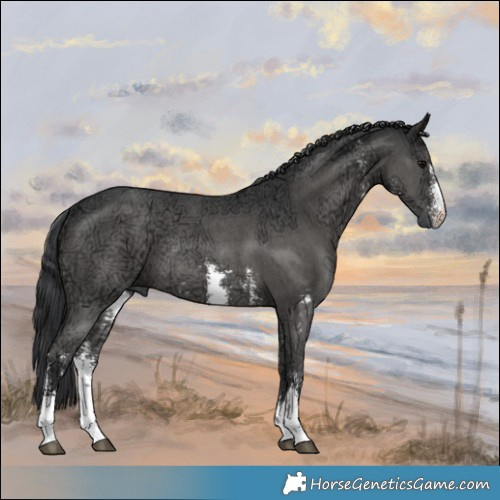 Horse Color:Black Ice Sabino Rabicano 