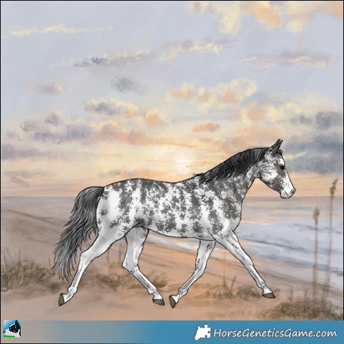 Horse Color:Black Sabino Rabicano 