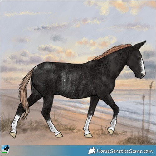 Horse Color:Liver Chestnut Ice Rabicano 