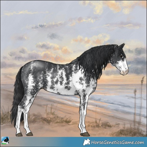 Horse Color:Black Mushroom Sabino