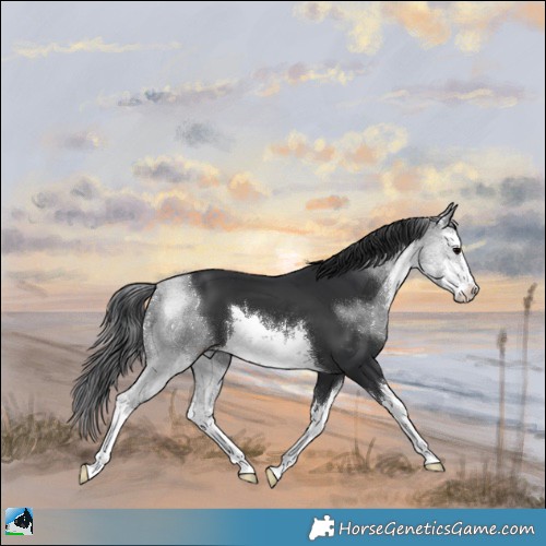 Horse Color:White Spotted Black 