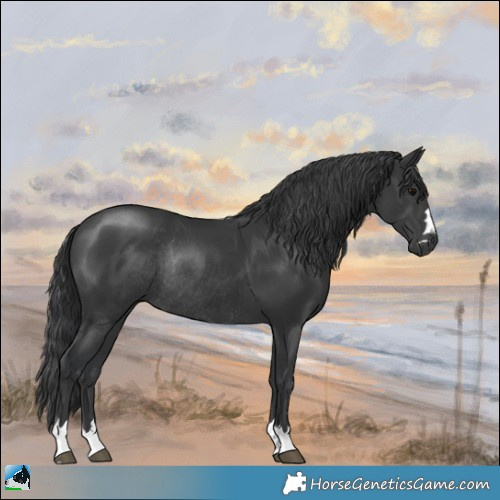 Horse Color:Black Rabicano 
