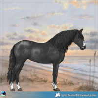 Horse Color:Black Rabicano 