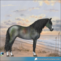Horse Color:Black Rabicano 