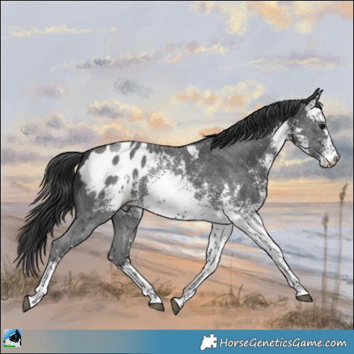 Horse Color:White Spotted Black Mushroom Sabino Appaloosa Rabicano 