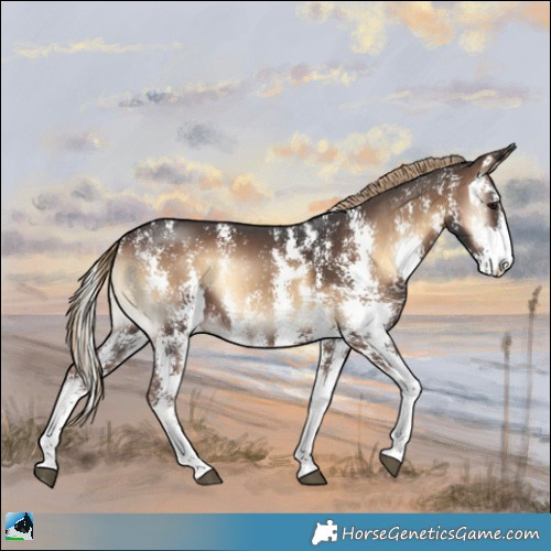 Horse Color:Liver Red Onyx Sabino 