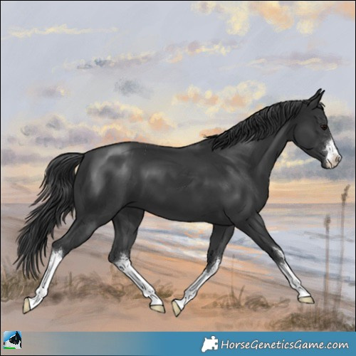 Horse Color:White Spotted Black 