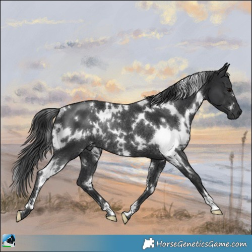 Horse Color:White Spotted Black Rabicano 